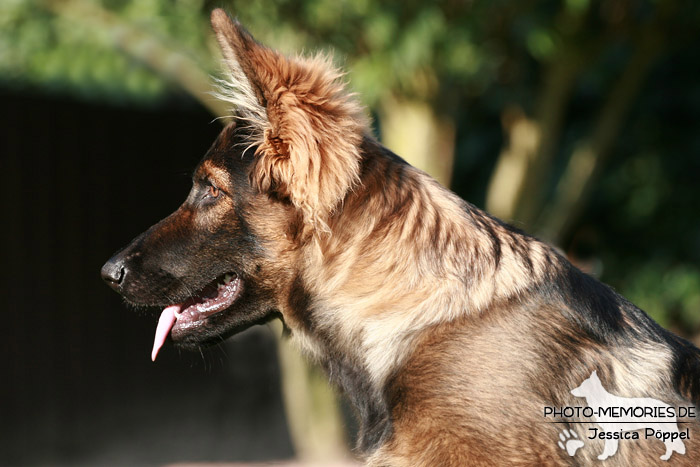 Altdeutsche Schäferhunde vom Waldschloss - C-Wurf