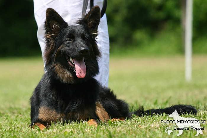 Impressionen einer Schäferhund-Ausstellung