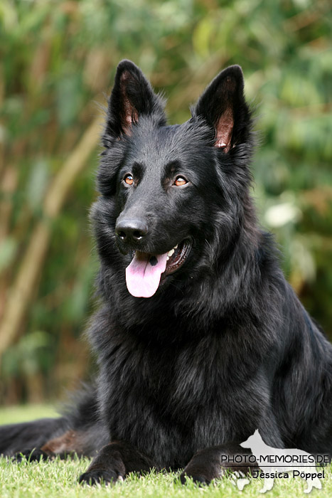 Altdeutsche Schäferhunde vom Waldschloss - B-Wurf