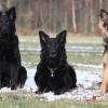 Altdeutsche Schäferhunde im Schnee