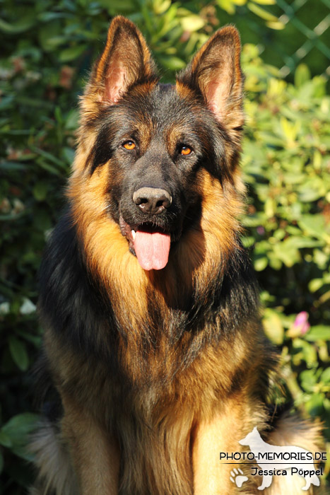 Altdeutsche Schäferhund Zucht - Schwarz-brauner Rüde