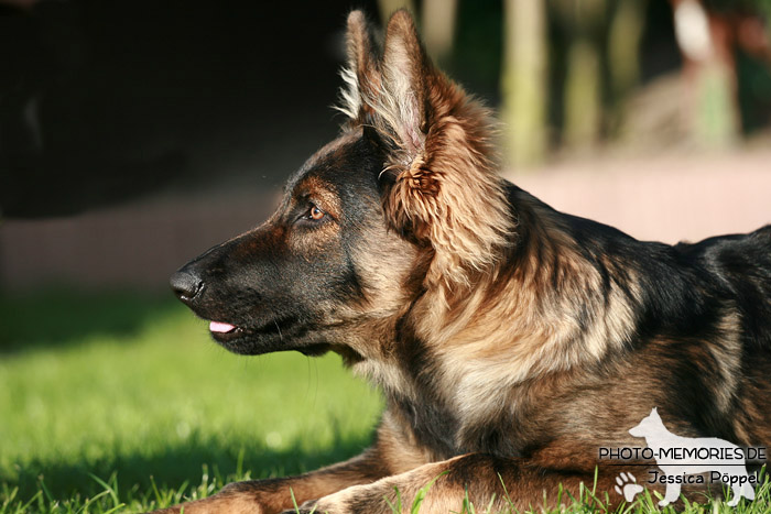 Altdeutsche Schäferhunde vom Waldschloss - C-Wurf