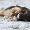 Schwarz-braune Schäferhündin im Schnee