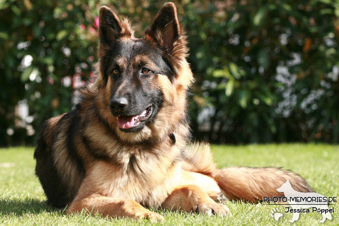 Altdeutsche Schäferhunde vom Waldschloss - B-Wurf