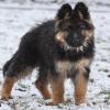 Schwarz-brauner Schäferhundwelpe im Schnee