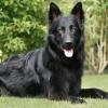 Altdeutsche Schäferhunde vom Waldschloss - B-Wurf