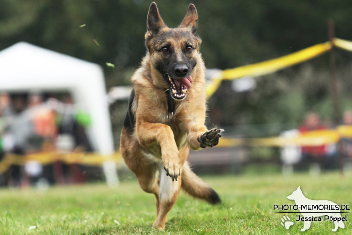 Deutscher Schäferhund beim Hunderennen