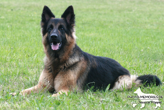 Altdeutsche Schäferhunde vom Waldschloss - A-Wurf