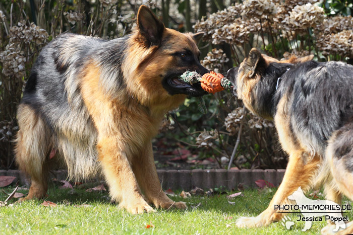 Altdeutsche Schäferhunde beim Spielen