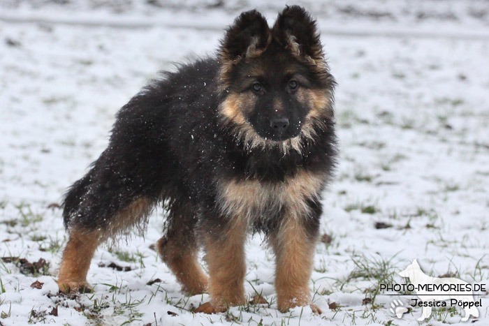 Schwarz-brauner Schäferhundwelpe im Schnee