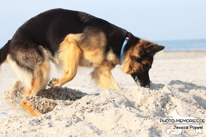 Altdeutsche Schäferhündin am Strand