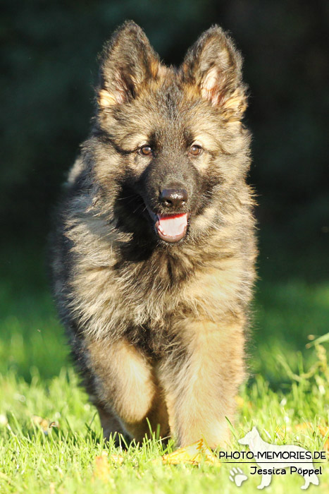 Grauer Schäferhundwelpe