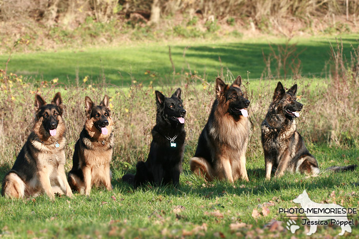 Gruppe von Langhaarschäferhunden