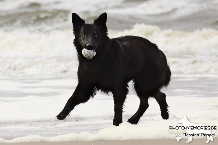 Schwarze altdeutsche Schäferhündin am Strand