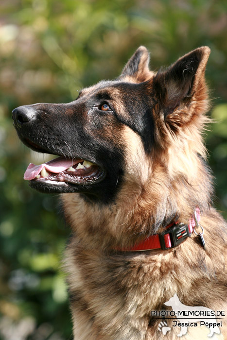 Altdeutsche Schäferhunde vom Waldschloss - B-Wurf