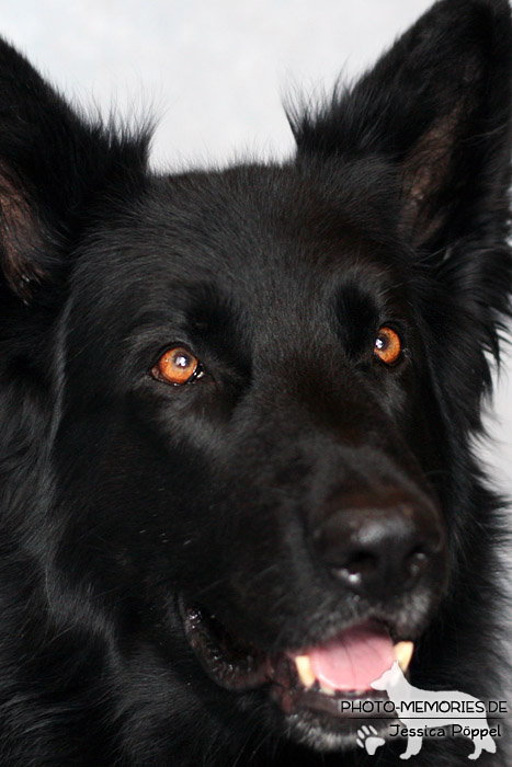 Schwarzer Schäferhundrüde im Portrait