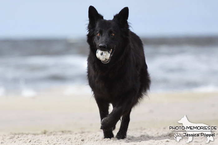 Schwarze altdeutsche Schäferhündin am Strand