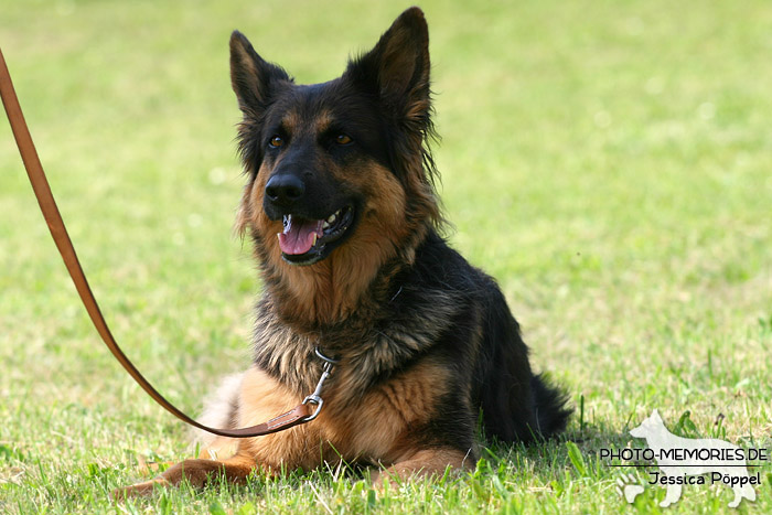 Impressionen einer Schäferhund-Ausstellung