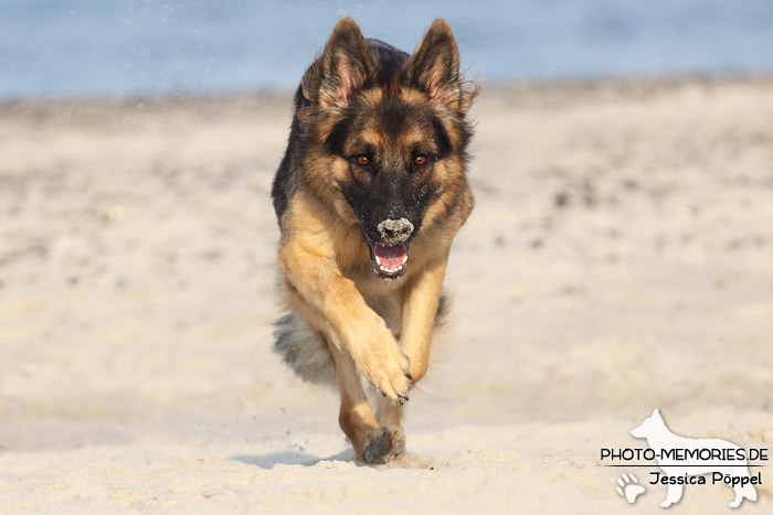 Altdeutsche Schäferhündin am Strand