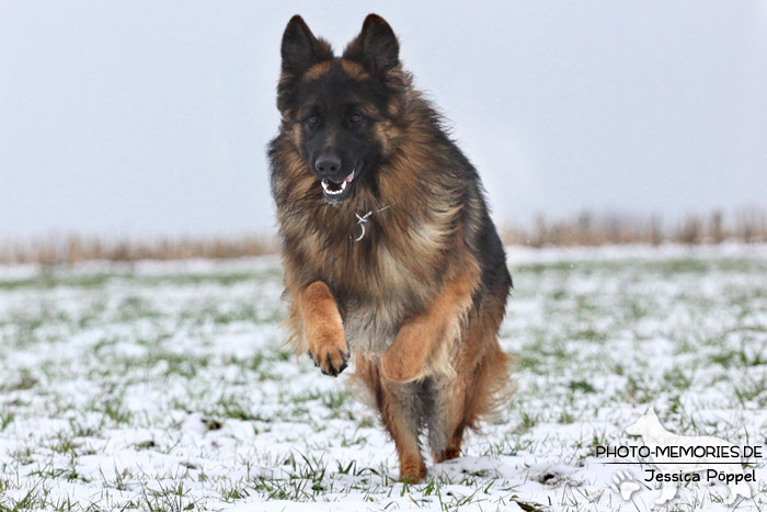 Schwarz-brauner Schäferhundrüde im Schnee