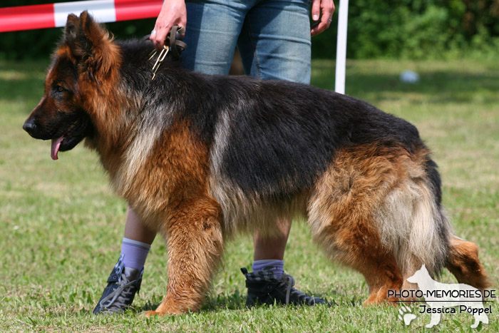 Impressionen einer Schäferhund-Ausstellung