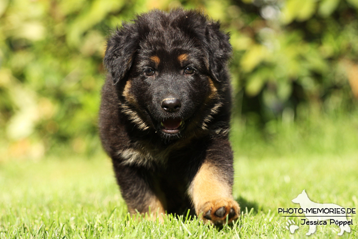 Altdeutsche Schäferhund Zucht - A-Wurf