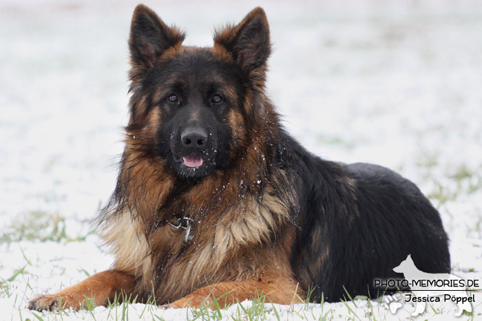 Schwarz-brauner Schäferhundrüde im Schnee