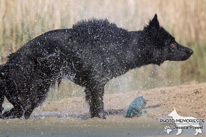 Schwarze altdeutsche Schäferhündin im Wasser