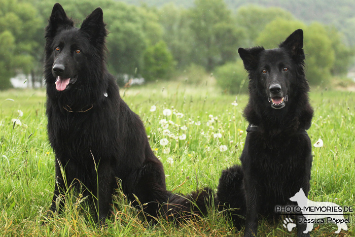 Altdeutsches Schäferhundtreffen