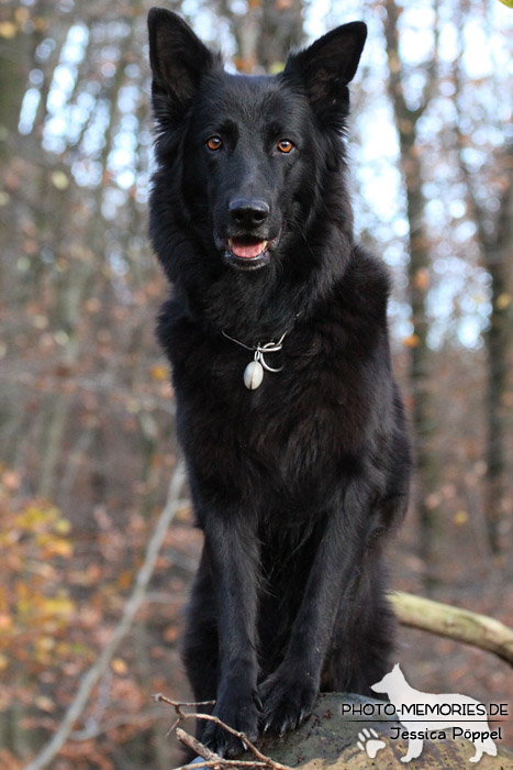 Schwarze altdeutsche Schäferhündin im Wald