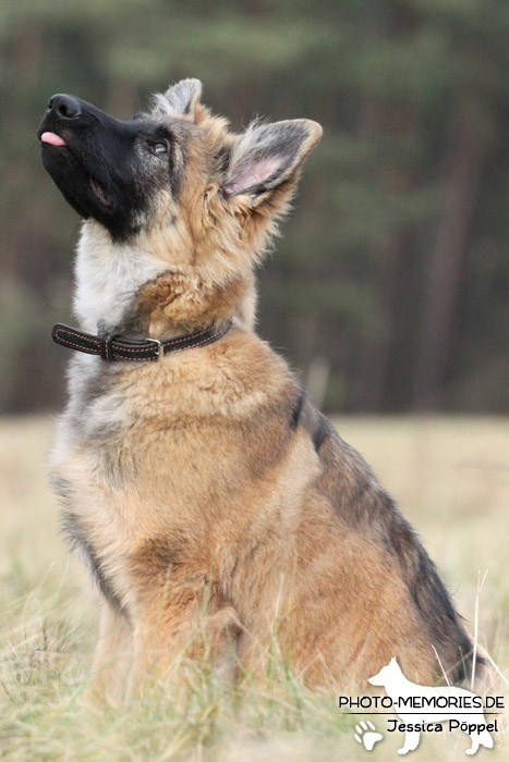 Altdeutsche Schäferhunde vom Waldschloss - D-Wurf