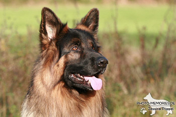 Schwarz-brauner Schäferhundrüde im Portrait