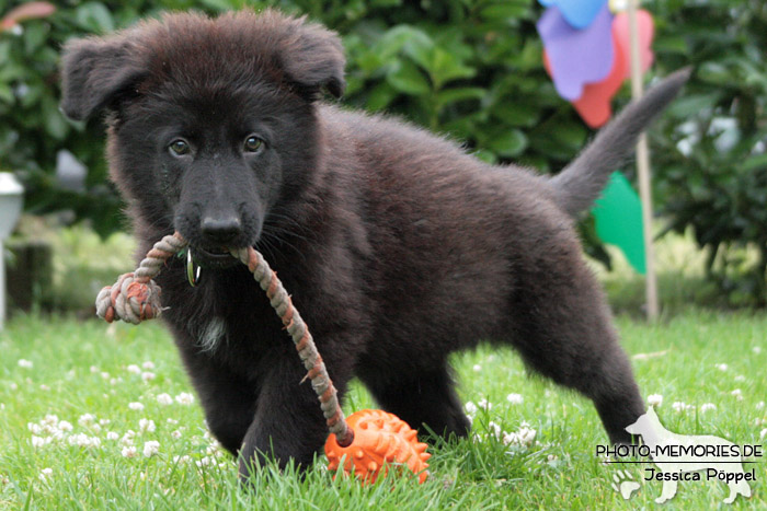 Altdeutsche Schäferhunde vom Waldschloss - B-Wurf