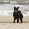 Schwarze altdeutsche Schäferhündin am Strand