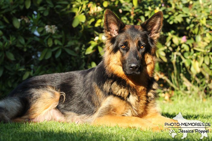 Altdeutsche Schäferhund Zucht - Schwarz-braune Hündin