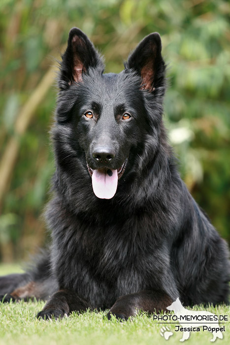 Altdeutsche Schäferhunde vom Waldschloss - B-Wurf