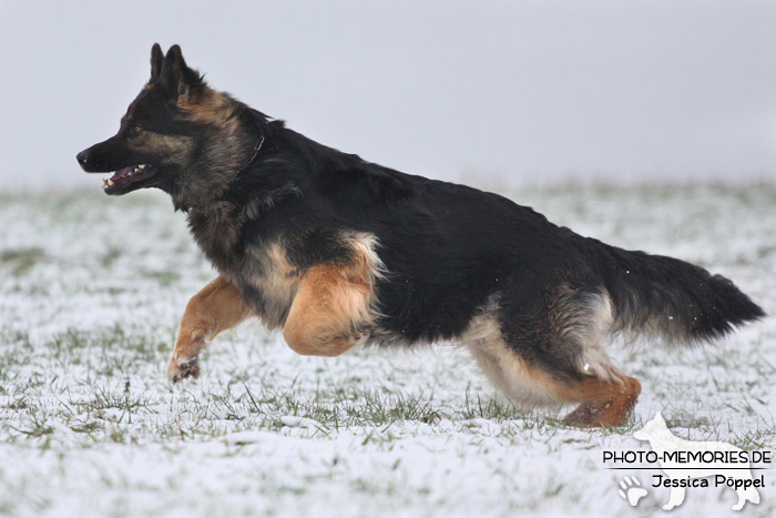 Schwarz-braune Schäferhündin im Schnee