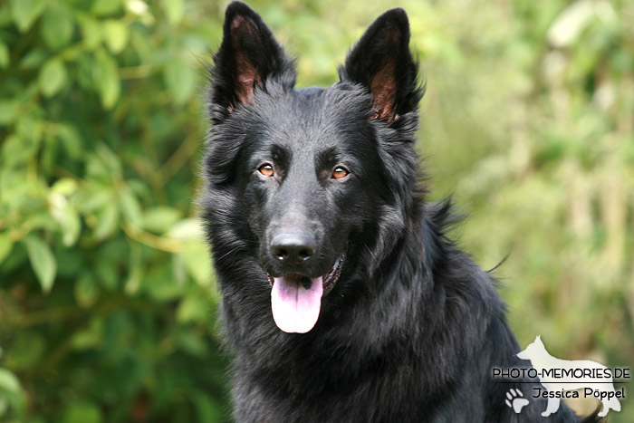 Altdeutsche Schäferhunde vom Waldschloss - B-Wurf