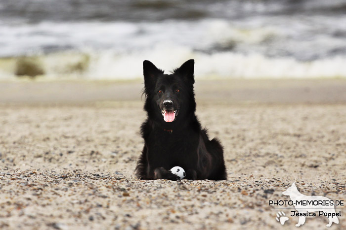 Schwarze altdeutsche Schäferhündin am Strand