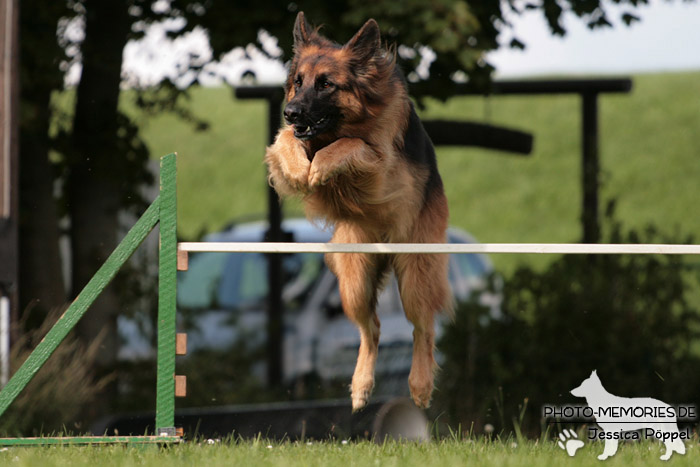 Schwarz-braune Schäferhündin im Agility