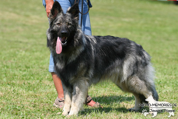 Impressionen einer Schäferhund-Ausstellung