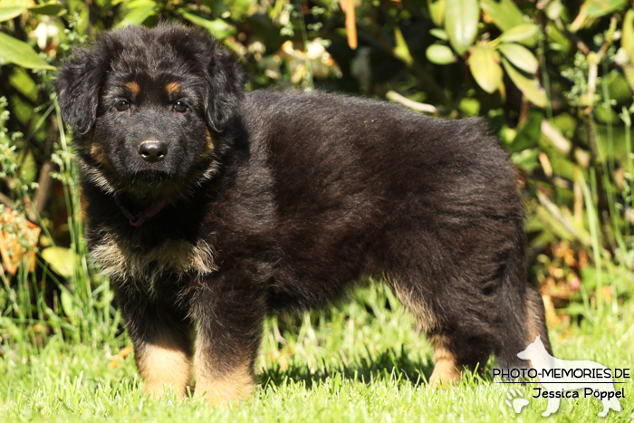 Altdeutsche Schäferhund Zucht - A-Wurf