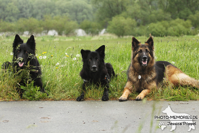 Altdeutsches Schäferhundtreffen