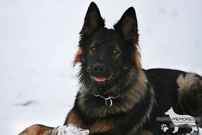 Graue Schäferhündin im Schnee