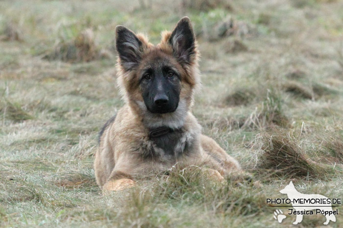 Altdeutsche Schäferhunde vom Waldschloss - D-Wurf