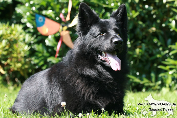 Altdeutsche Schäferhunde vom Waldschloss - A-Wurf