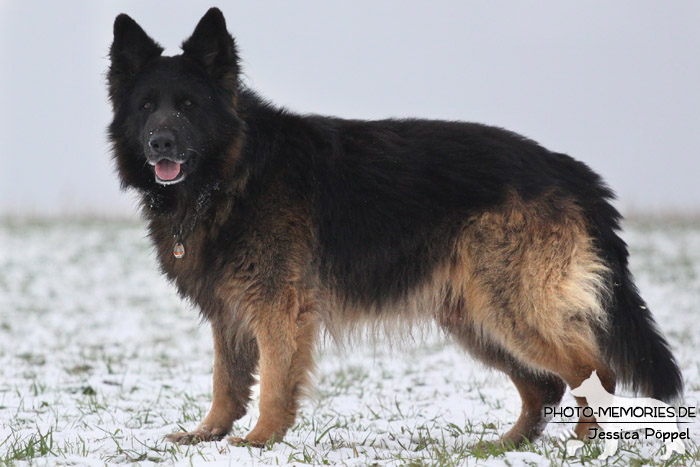 Schwarz-brauner Schäferhundrüde im Schnee