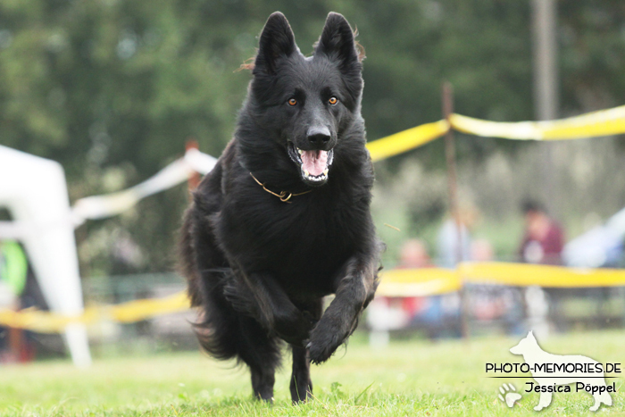 Altdeutscher Schäferhund beim Hunderennen