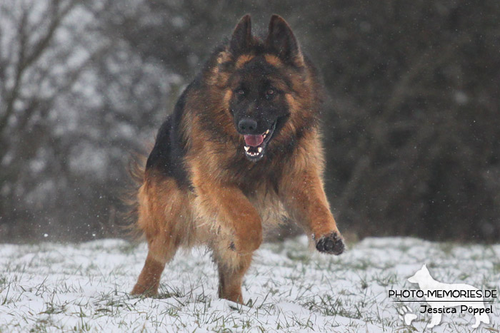 Schwarz-brauner Schäferhundrüde im Schnee