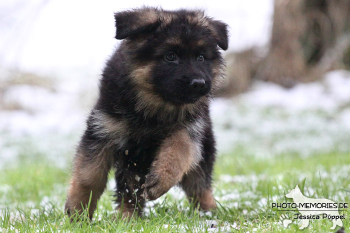 Schwarz-brauner Schäferhundwelpe im Schnee